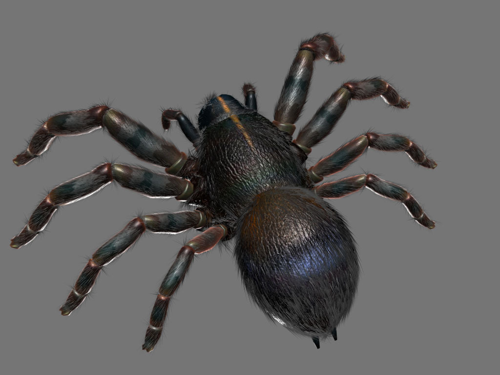 蜘蛛3D模型 3d模型下載,3d模型庫(kù)免費(fèi)下載,3d模型庫(kù),3d模型制作