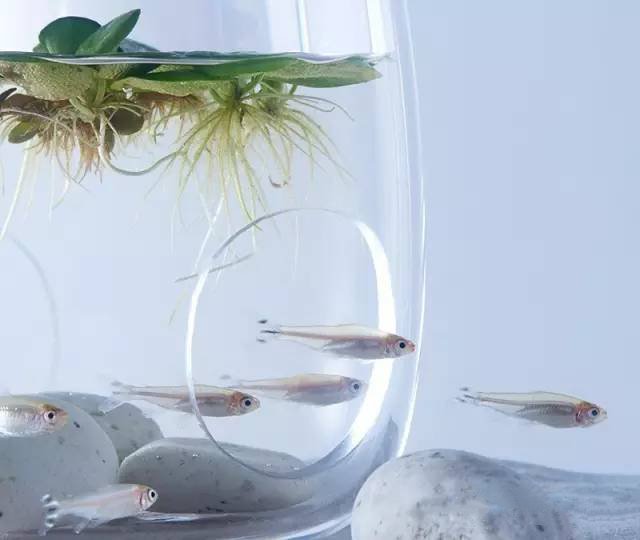 精美3d打印創意作品圖片欣賞 你見過3D打印的魚缸么?