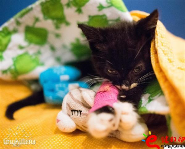 [好有愛(ài)]3D打印助殘疾貓咪恢復(fù)行動(dòng)自由 3D打印貓咪專用輪椅