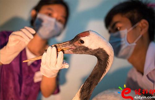 沒有上喙的丹頂鶴