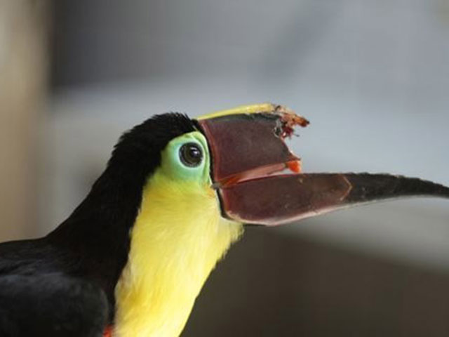 那些被3D打印治愈過(guò)的萌蠢小動(dòng)物